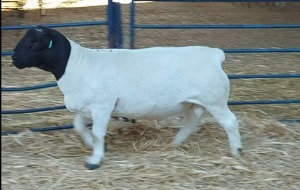 1X DORPER RAM NOOITGEDACHT DORPERSTOET - STOET/STUD