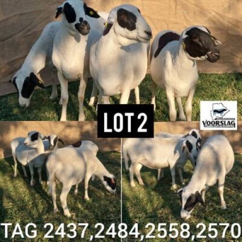 LOT 2 4 x Meatmaster Ewe Botswagri (Pay per Animal)