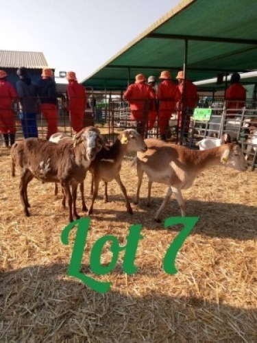 LOT 7 4 x Meatmaster Ewe Innocent Bimbo (Pay per Animal)