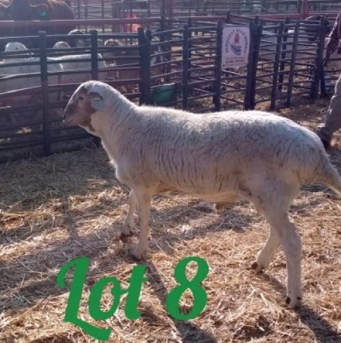 LOT 8 1 x Meatmaster Ram Innocent Bimbo (Pay per Animal)