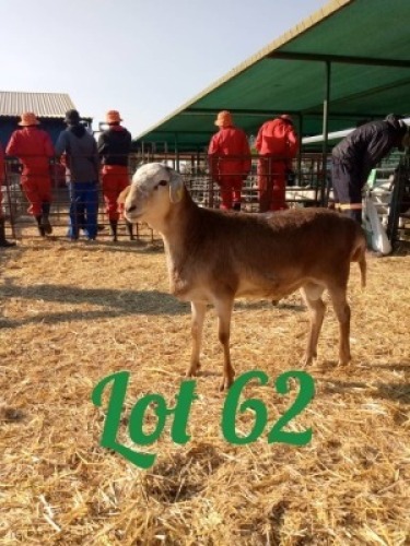 LOT 62 1 x Meatmaster Ram Innocent Bimbo