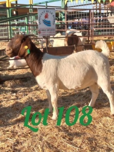 LOT 108 1 x Boer Goat Doe Innocent Bimbo