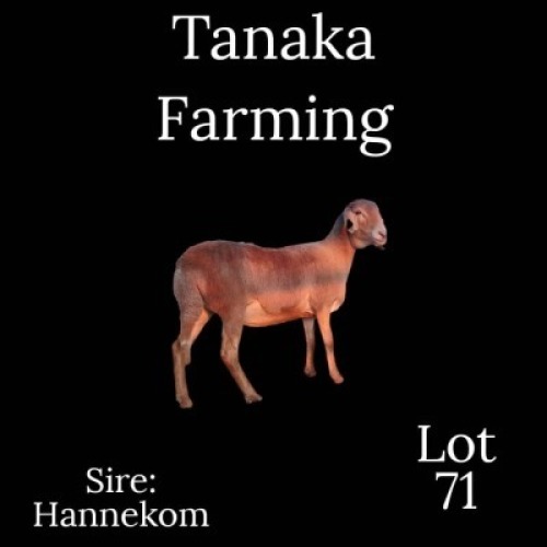 LOT 71 1 x Meatmaster Ewe Gilbert Peacock