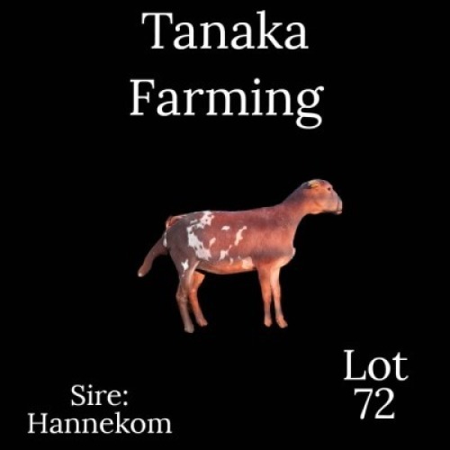 LOT 72 1 x Meatmaster Ewe Gilbert Peacock