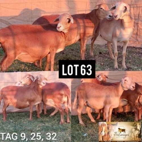 LOT 63 2 x Meatmaster Ewe Botswagri (Pay per Animal)