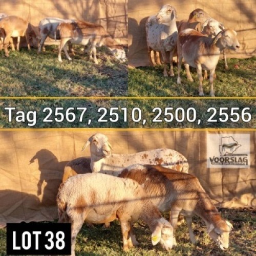 LOT 38 4 x Meatmaster Ewe Voorslag (Pay per Animal)
