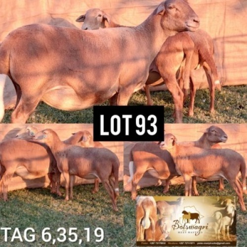 LOT 93 2 x Meatmaster Ewe Botswagri (Pay per Animal)