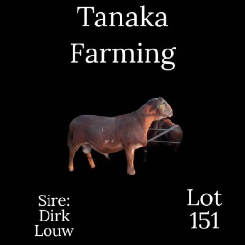 LOT 151 1 x Meatmaster Ram Gilbert Peacock