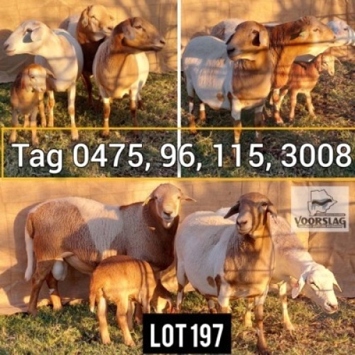 LOT 197 3 x Meatmaster Ram & Ewe + Lamb Voorslag (Pay per Animal)