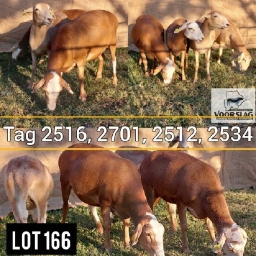 LOT 166 4 x Meatmaster Ewe Voorslag (Pay per Animal)