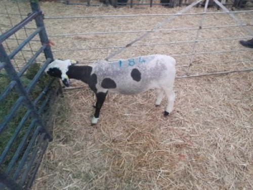 LOT 184 1 x Black Head Doper ram Japhta Kuhanga