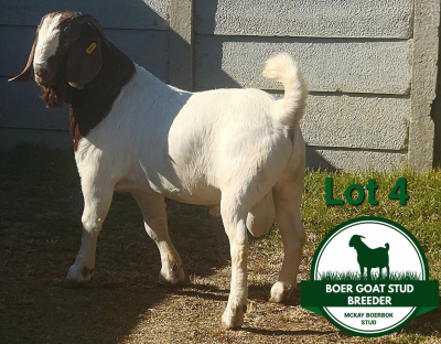 1X BOER GOAT STUD BUCK Mckay Boerbok Stud 1517