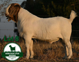 WITHDRAWN - 1X BOER GOAT BUCK Mckay Boerbok Stud 1517