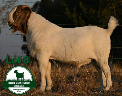 WITHDRAWN - 1X BOER GOAT BUCK Mckay Boerbok Stud 1517