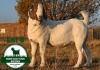 WITHDRAWN - 1X BOER GOAT BUCK Mckay Boerbok Stud 1517 - 2