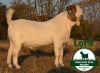 WITHDRAWN - 1X BOER GOAT BUCK Mckay Boerbok Stud 1517 - 3