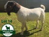 WITHDRAWN - 1X BOER GOAT BUCK Mckay Boerbok Stud 1517