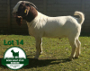 WITHDRAWN - 1X BOER GOAT BUCK Mckay Boerbok Stud 1517 - 2