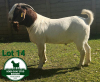 WITHDRAWN - 1X BOER GOAT BUCK Mckay Boerbok Stud 1517 - 3