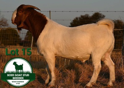 1X BOER GOAT FLOCK BUCK Mckay Boerbok Stud 1517