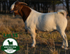 1X BOER GOAT FLOCK BUCK Mckay Boerbok Stud 1517 - 3