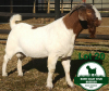 1X BOER GOAT FLOCK BUCK Mckay Boerbok Stud 1517