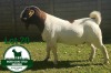 1X BOER GOAT FLOCK BUCK Mckay Boerbok Stud 1517 - 2