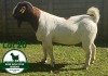 1X BOER GOAT FLOCK BUCK Mckay Boerbok Stud 1517 - 3