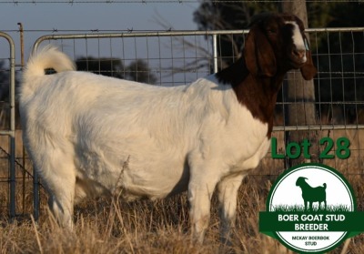 1X BOER GOAT Pregnant STUD DOE Mckay Boerbok Stud 1518