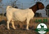 1X BOER GOAT Pregnant STUD DOE Mckay Boerbok Stud 1518 - 2