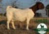 1X BOER GOAT Pregnant STUD DOE Mckay Boerbok Stud 1518 - 2