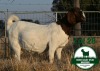 1X BOER GOAT Pregnant STUD DOE Mckay Boerbok Stud 1518 - 3