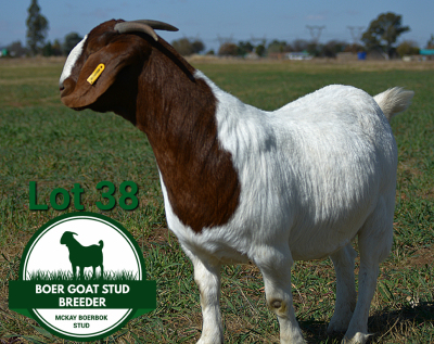 1X BOER GOAT Pregnant FLOCK DOE Mckay Boerbok Stud 1517