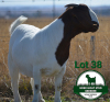 1X BOER GOAT Pregnant FLOCK DOE Mckay Boerbok Stud 1517 - 3