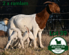 1+2X BOER GOAT FLOCK DOE Mckay Boerbok Stud 1517