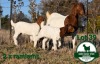 1+2X BOER GOAT FLOCK DOE Mckay Boerbok Stud 1517 - 2