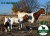 1+2X BOER GOAT FLOCK DOE Mckay Boerbok Stud 1517 - 3