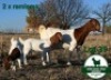 1+2X BOER GOAT FLOCK DOE Mckay Boerbok Stud 1517 - 3