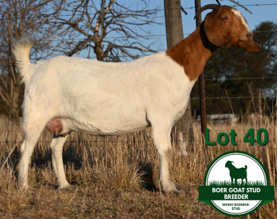 1+1X BOER GOAT FLOCK DOE Mckay Boerbok Stud 1517