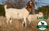 1+1X BOER GOAT FLOCK DOE Mckay Boerbok Stud 1517 - 2