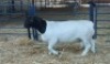 1X DORPER RAM NOOITGEDACHT DORPERSTOET