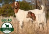 1+1X BOER GOAT FLOCK DOE Mckay Boerbok Stud 1517 - 3