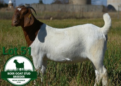 1X BOER GOAT FLOCK DOE Mckay Boerbok Stud 1517