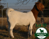 1X BOER GOAT FLOCK DOE Mckay Boerbok Stud 1517