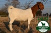 1X BOER GOAT FLOCK DOE Mckay Boerbok Stud 1517 - 2