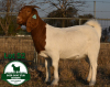 1X BOER GOAT FLOCK DOE Mckay Boerbok Stud 1517 - 3