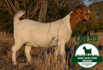 1X BOER GOAT STUD DOE Mckay Boerbok Stud 1518