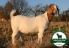 1X BOER GOAT STUD DOE Mckay Boerbok Stud 1518 - 2