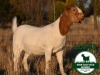 1X BOER GOAT STUD DOE Mckay Boerbok Stud 1518 - 3