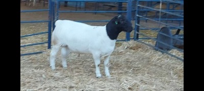 1X DORPER RAM NOOITGEDACHT DORPERSTOET - STOET/STUD